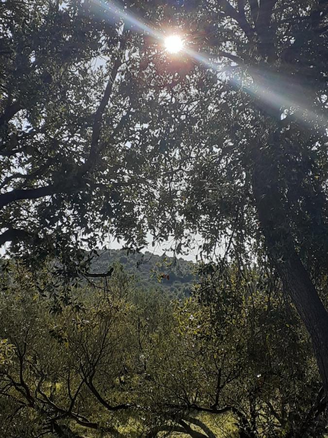 Villa Palfi イェゼラ エクステリア 写真